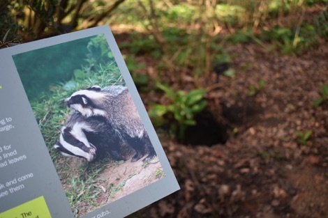 Badger sett at Kew Gardens